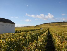 Depuis 1859, la famille Duval-Leroy cultive durablement l'un des plus importants vignobles Premiers et Grands crus à la pointe de la Côte des Blancs, terre des grands chardonnays - image 1
