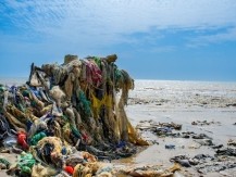 Membre du conseil d’administration chez « Respect Océan » , association agissant pour la protection de la biodiversité des océans  - image 2